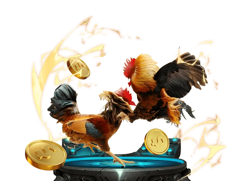 Chiến kê và luật chơi đá gà Thomo